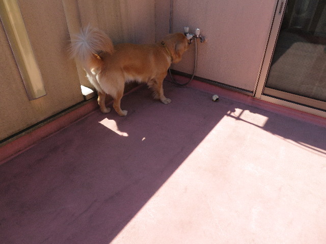 ファイル 7006-1.jpg