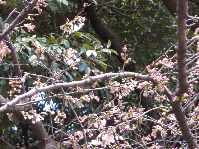 ファイル 7010-1.jpg