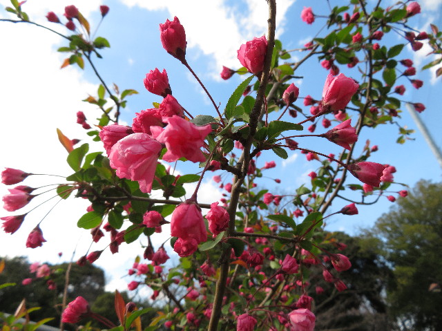 ファイル 7017-5.jpg