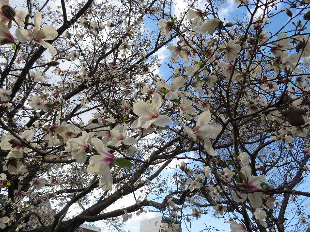 ファイル 7018-5.jpg