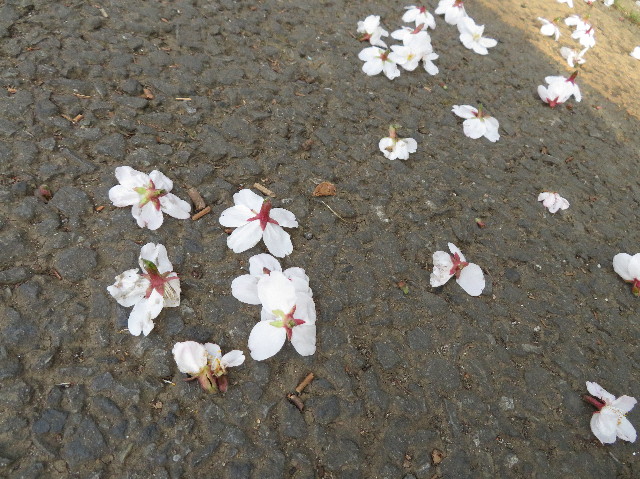 ファイル 7024-2.jpg