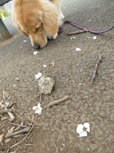 ファイル 7024-4.jpg