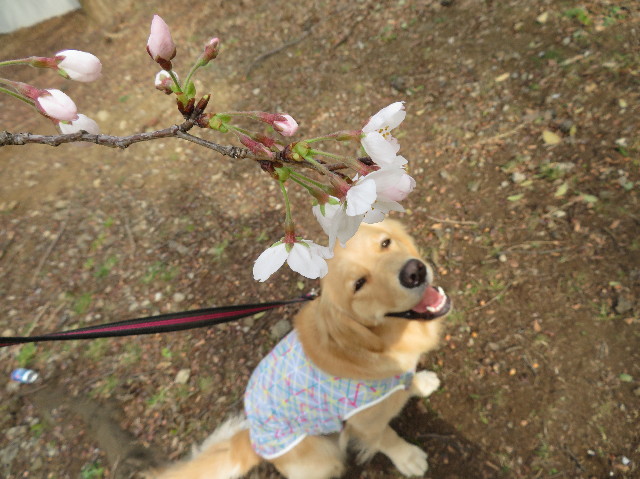 ファイル 7024-5.jpg