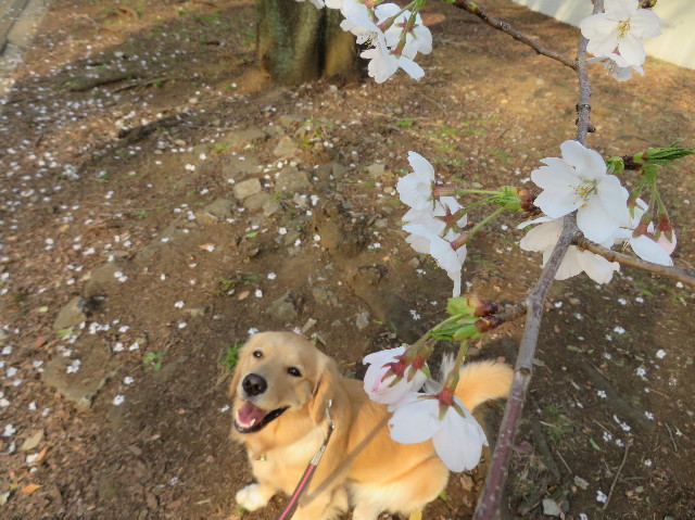 ファイル 7027-2.jpg