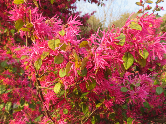 ファイル 7029-2.jpg