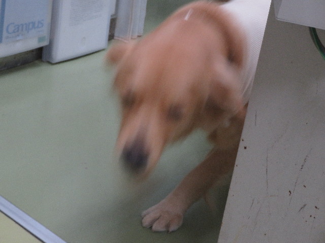 ファイル 7036-1.jpg