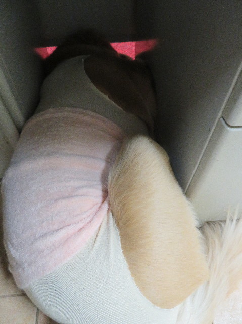 ファイル 7036-4.jpg