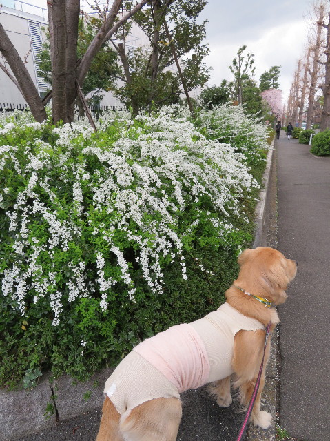 ファイル 7045-2.jpg