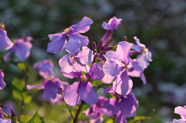 ファイル 7049-2.jpg