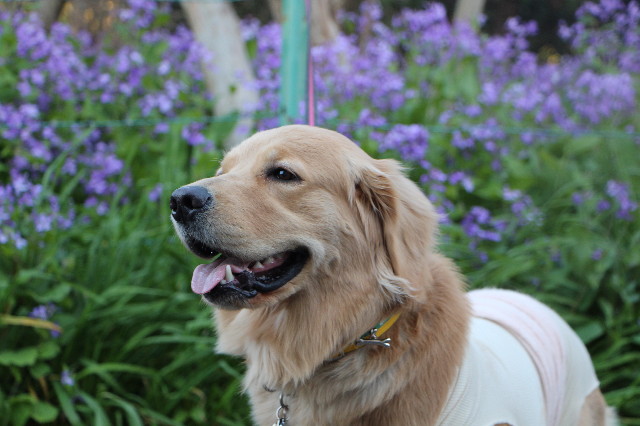 ファイル 7050-1.jpg