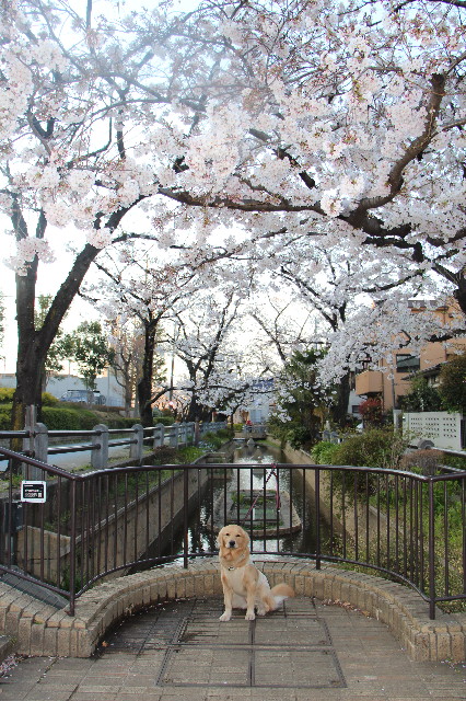 ファイル 7051-4.jpg