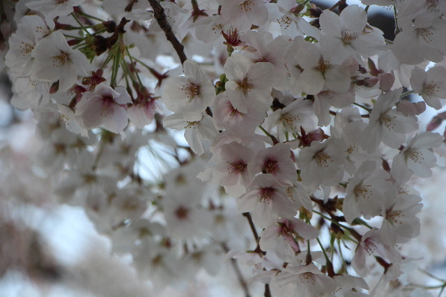 ファイル 7052-1.jpg