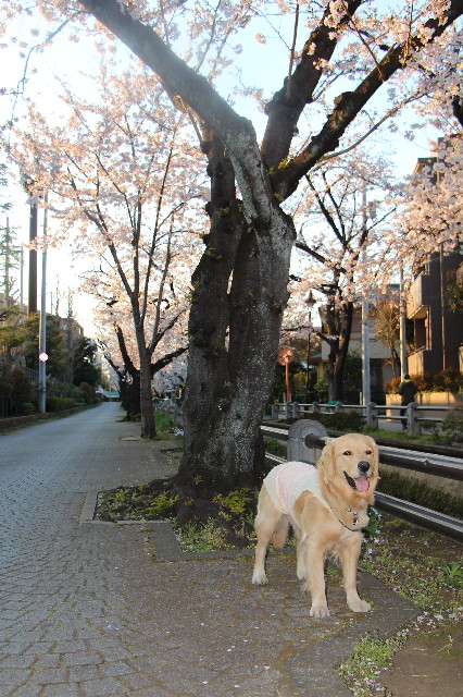 ファイル 7052-3.jpg