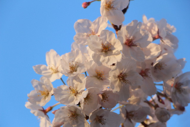 ファイル 7052-4.jpg