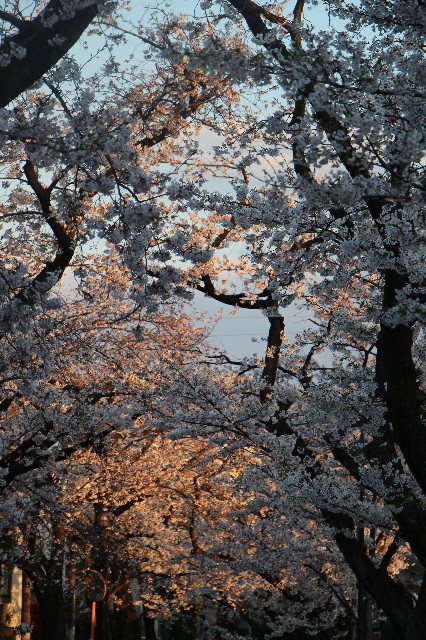 ファイル 7052-5.jpg