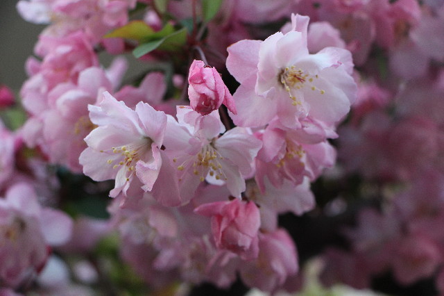 ファイル 7053-5.jpg