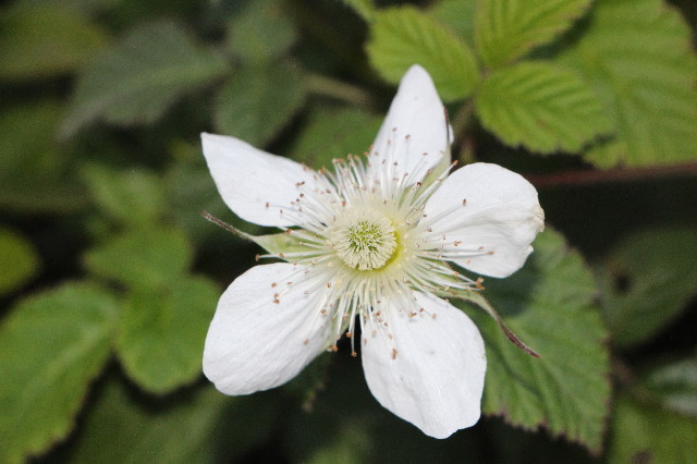 ファイル 7055-2.jpg