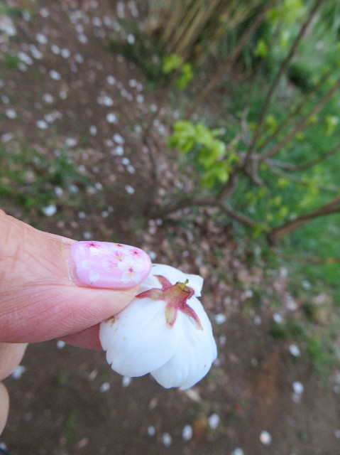 ファイル 7057-5.jpg