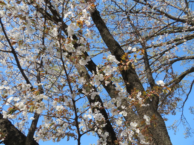 ファイル 7059-3.jpg