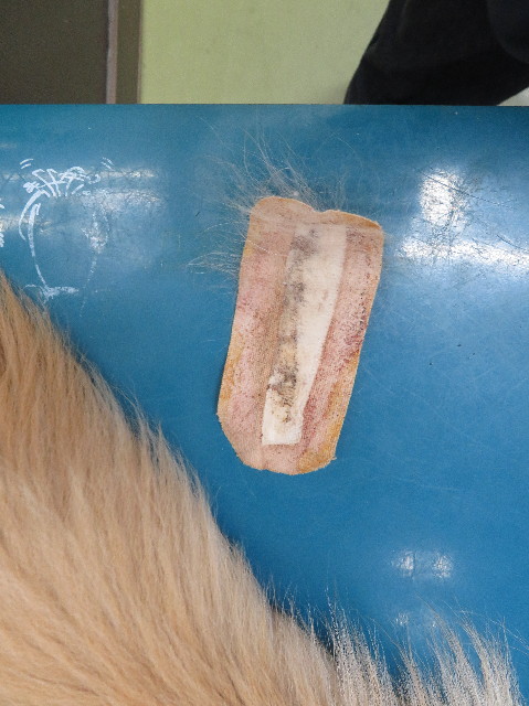 ファイル 7067-2.jpg