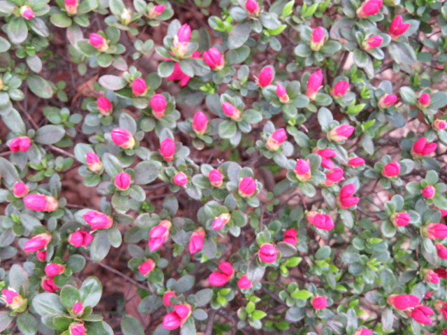 ファイル 7068-5.jpg