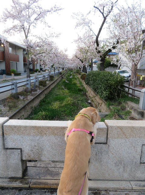 ファイル 7073-1.jpg