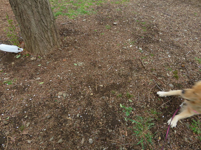 ファイル 7078-2.jpg