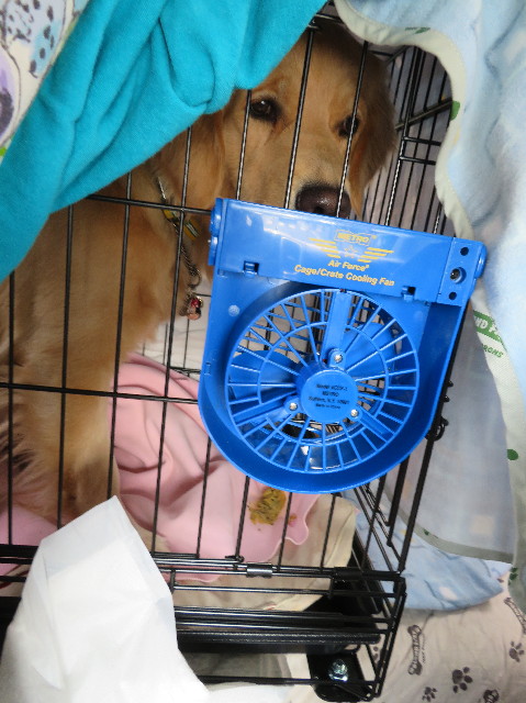 ファイル 7079-2.jpg