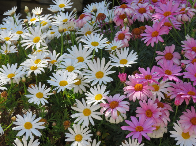 ファイル 7086-2.jpg