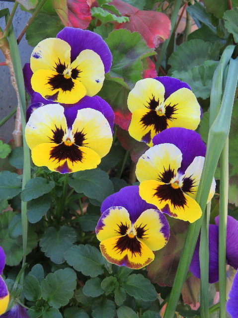 ファイル 7086-4.jpg