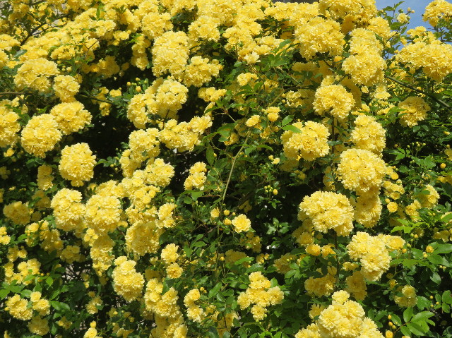 ファイル 7091-5.jpg