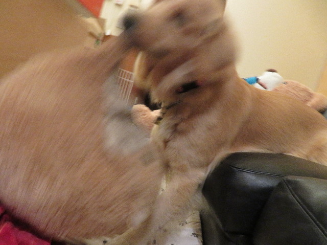 ファイル 7113-2.jpg