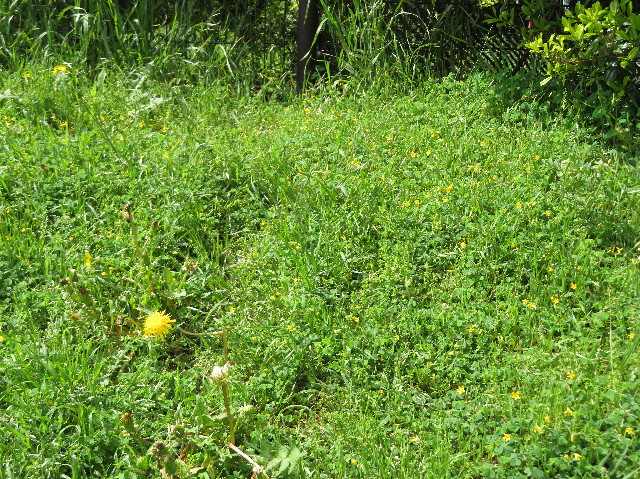 ファイル 7116-1.jpg