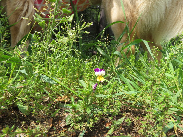 ファイル 7116-2.jpg