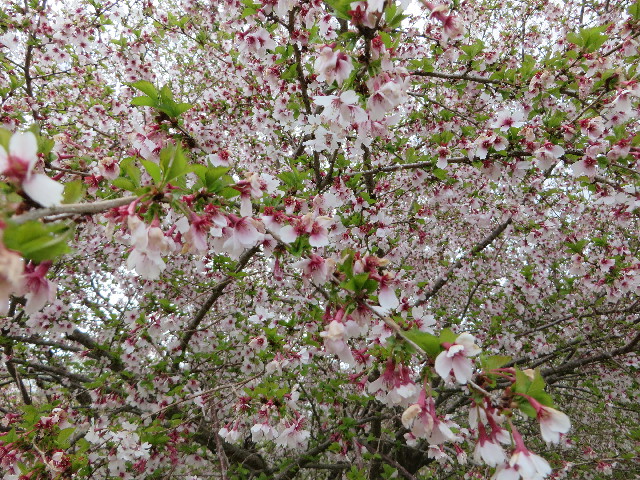 ファイル 7120-1.jpg