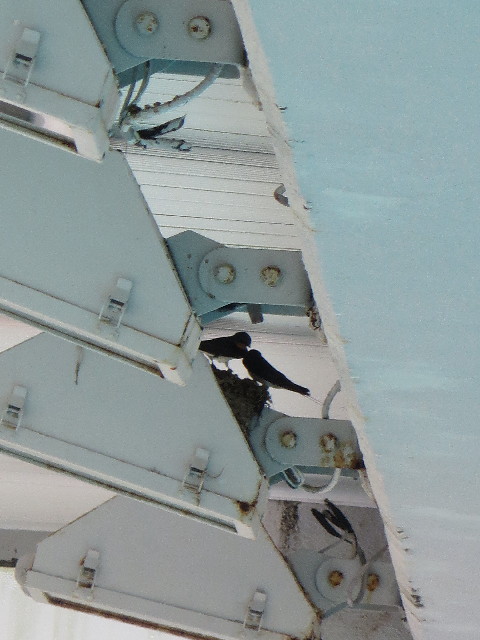 ファイル 7126-2.jpg