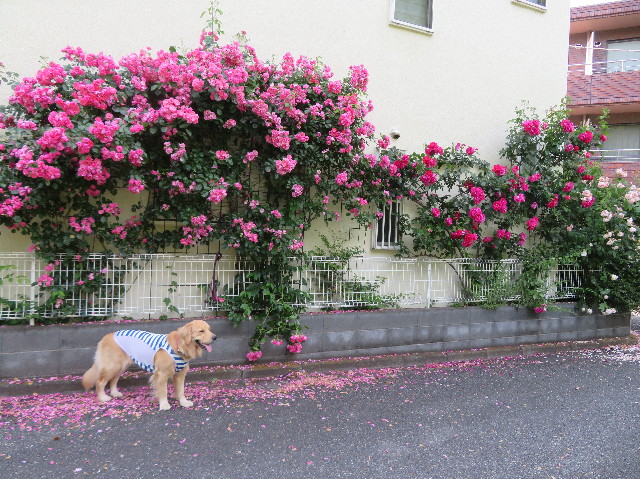 ファイル 7140-1.jpg