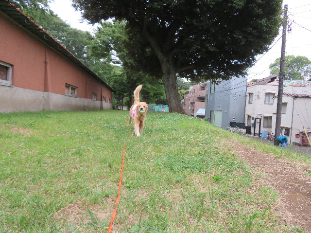 ファイル 7156-2.jpg