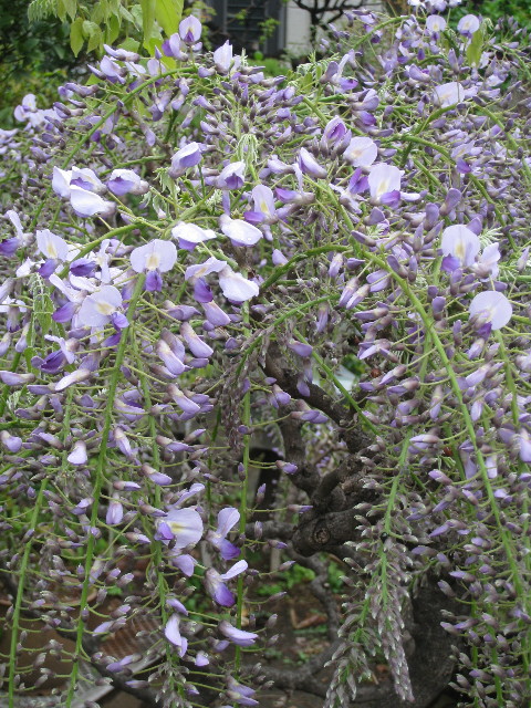 ファイル 716-5.jpg