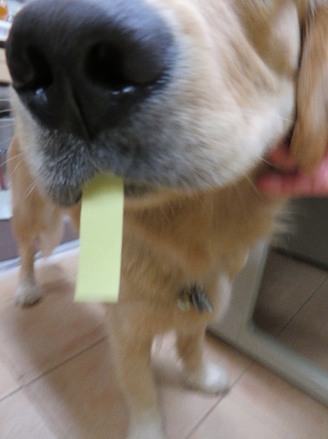 ファイル 7161-1.jpg