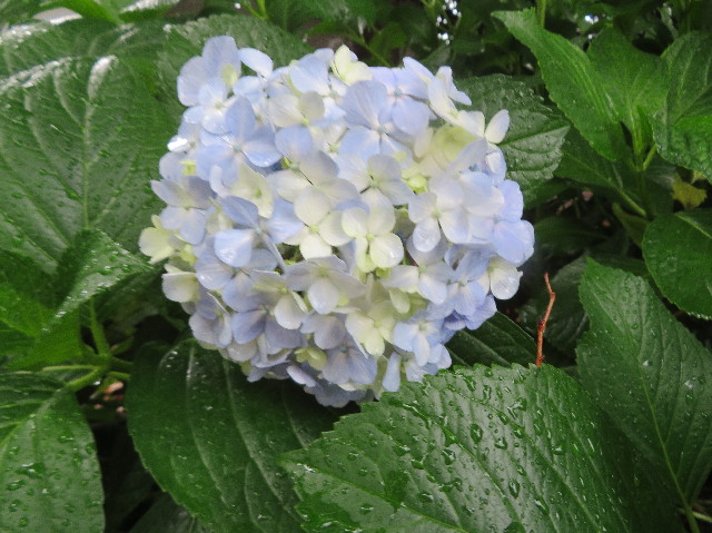 ファイル 7168-1.jpg