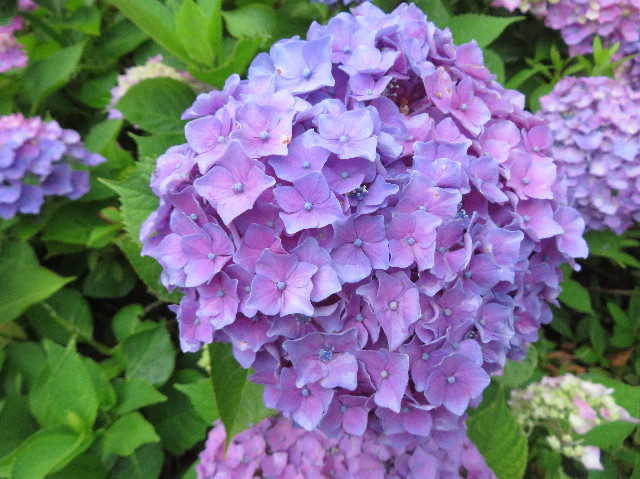 ファイル 7172-2.jpg