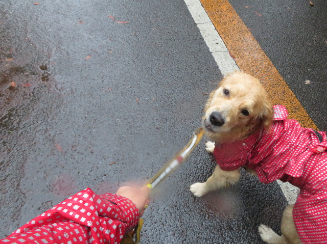 ファイル 7174-1.jpg