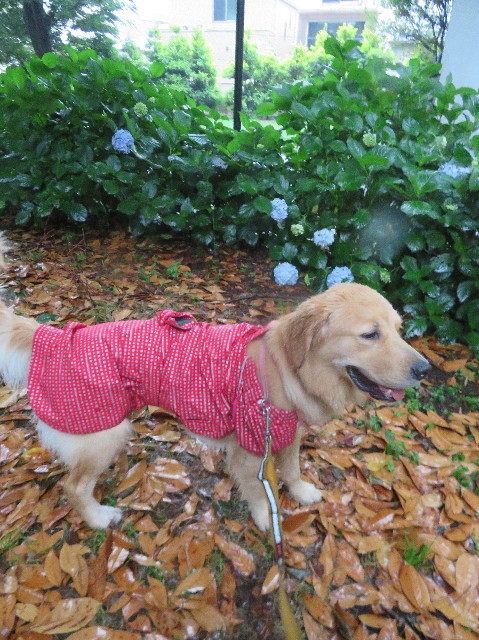 ファイル 7174-3.jpg