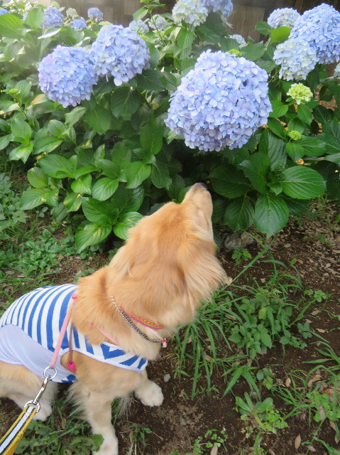 ファイル 7185-2.jpg