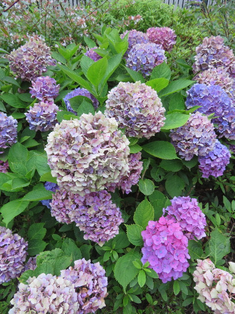 ファイル 7204-1.jpg