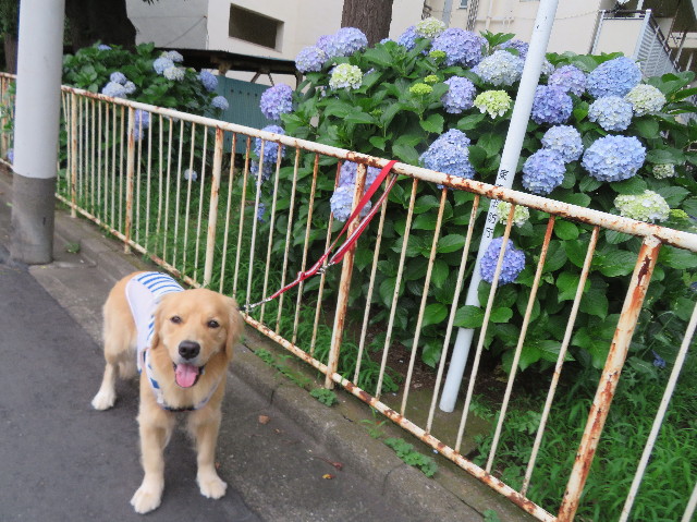 ファイル 7204-2.jpg