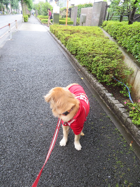 ファイル 7217-1.jpg