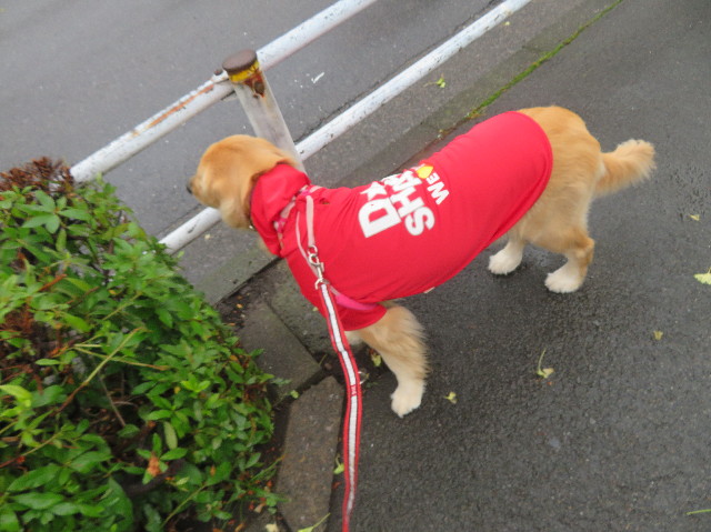 ファイル 7217-2.jpg