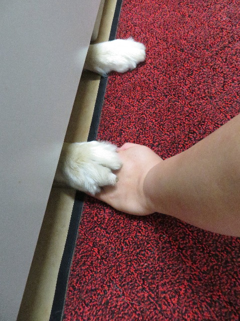 ファイル 7217-5.jpg